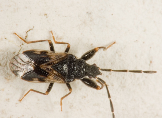 Lygaeidae: Taphropeltus, Megalonotus e Scolopostethus